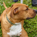 "Dog Collar -Gold" - Sanity's BadAss Custom - 1" wide - Lengths 18, 20, 22  & 24" D83 Dog Collar / Dog Chain Biker Jewelry Skull Jewelry Sanity Jewelry Stainless Steel jewelry