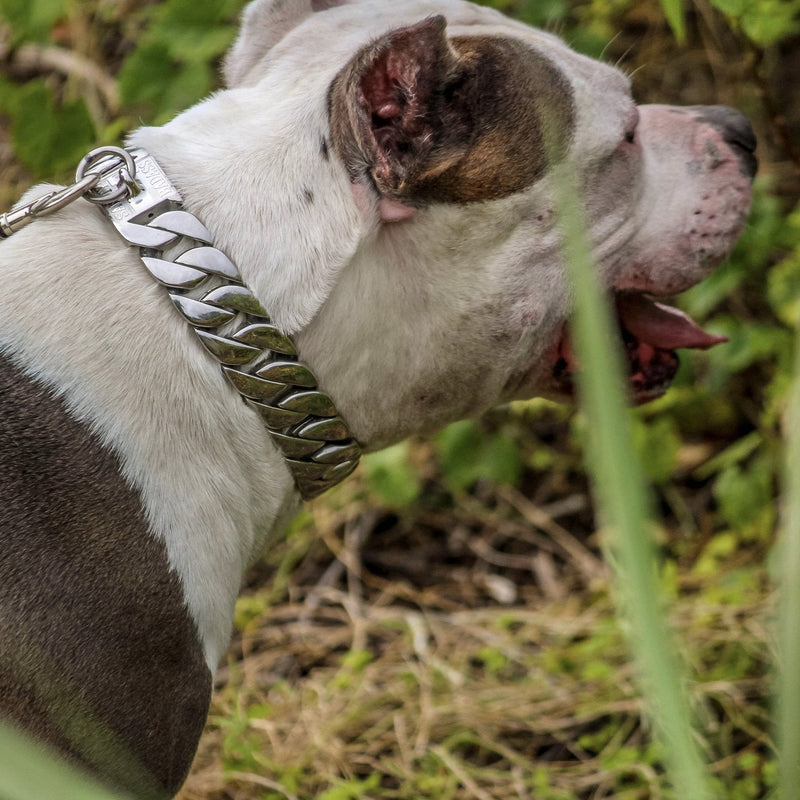 "Dog Collar -Gold" - Sanity's BadAss Custom - 1" wide - Lengths 18, 20, 22  & 24" D83 Dog Collar / Dog Chain Biker Jewelry Skull Jewelry Sanity Jewelry Stainless Steel jewelry