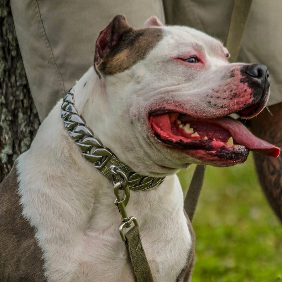 Custom bully collars best sale