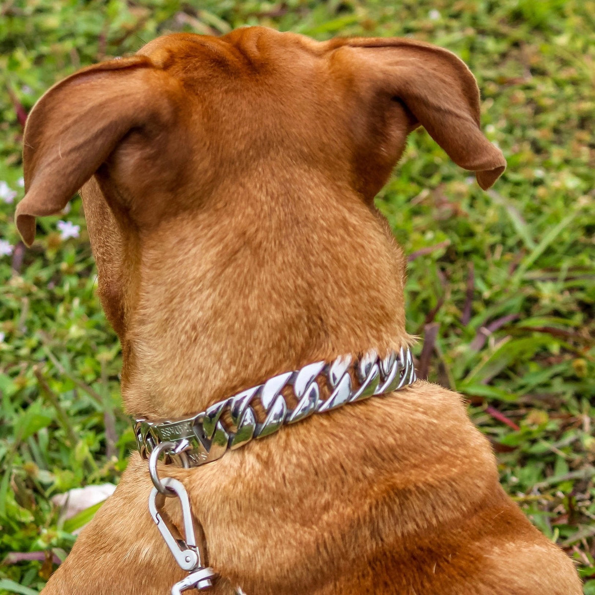 dog-collar-dog-chain-dog- dog-collar-dog-chain-dog-
