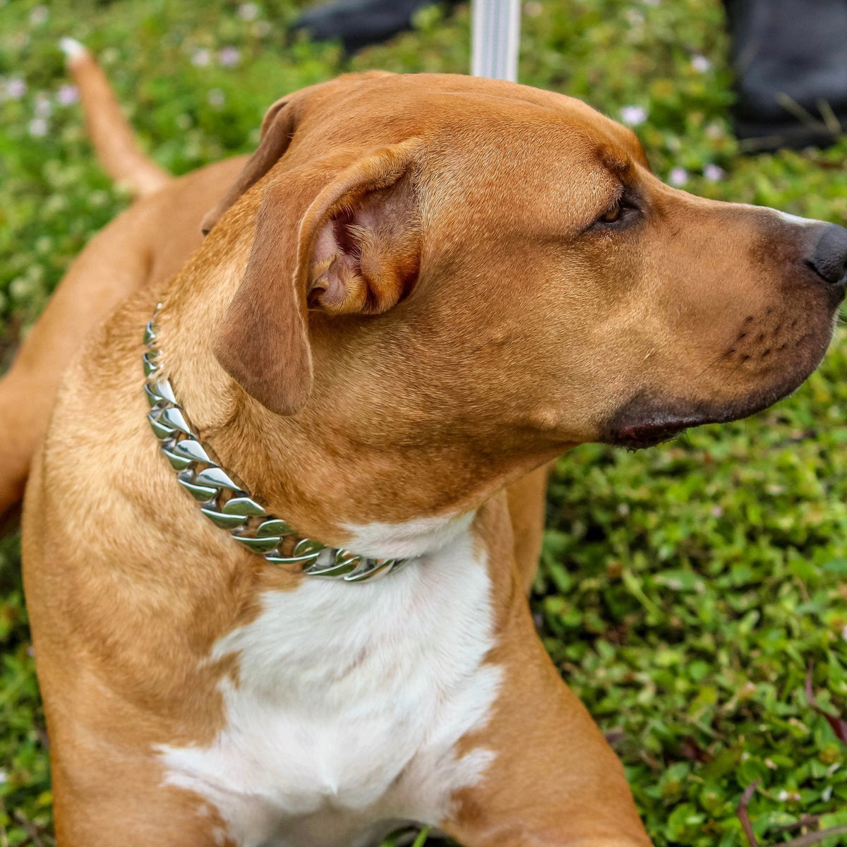 Dog Collar | Black - Sanity's BadAss Custom | Dog Chain | Sanity